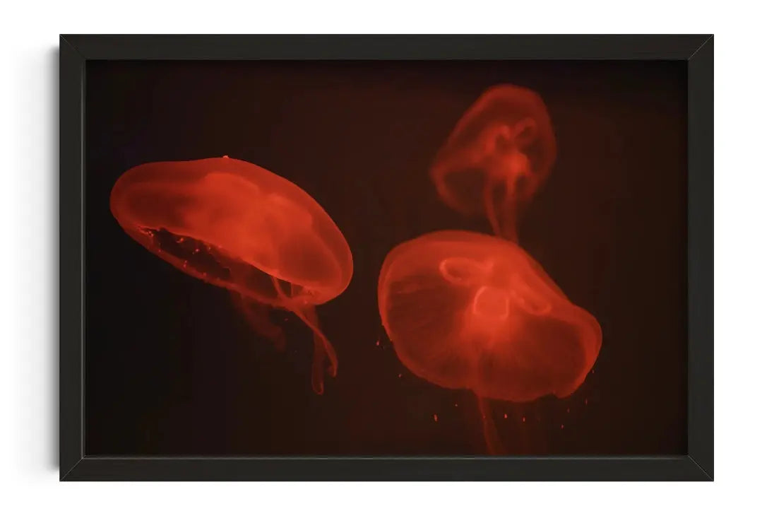 At the aquarium #4 contemporary art print by Tal Paz - sold by DROOL