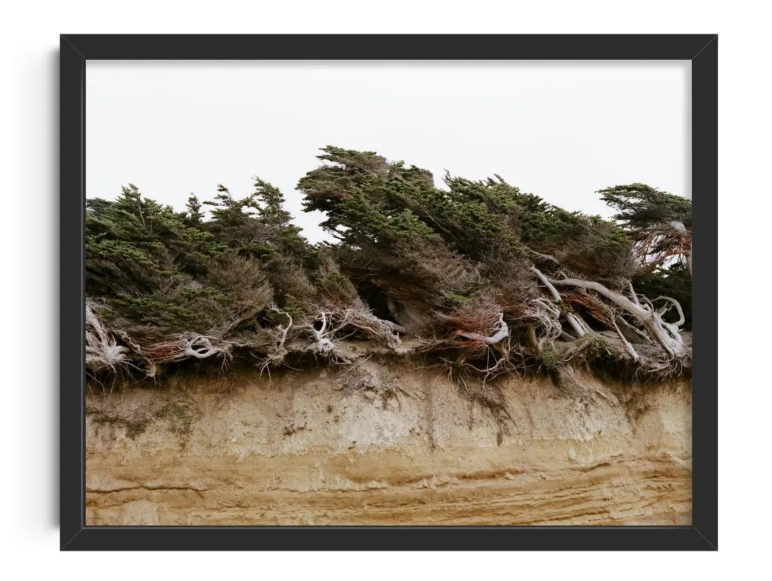 Windblown Trees contemporary wall art print by Nirav Patel - sold by DROOL