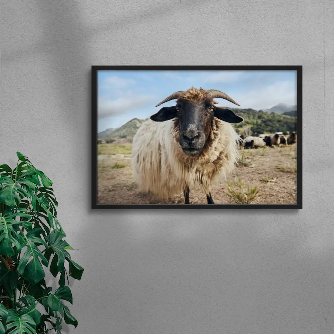 Ram Up Close contemporary wall art print by David Ardill - sold by DROOL