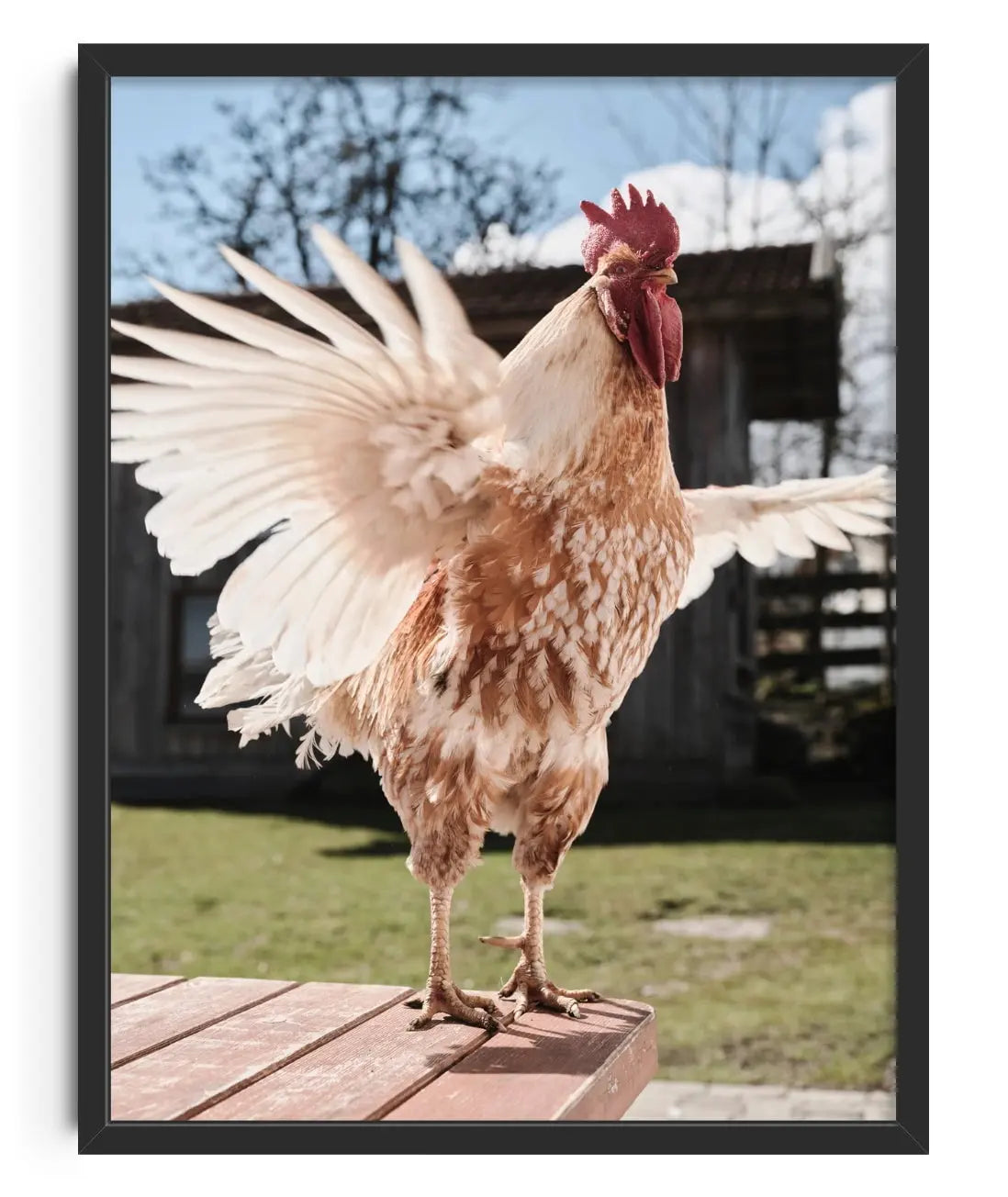 Backyard Rooster contemporary wall art print by Florian Maas - sold by DROOL