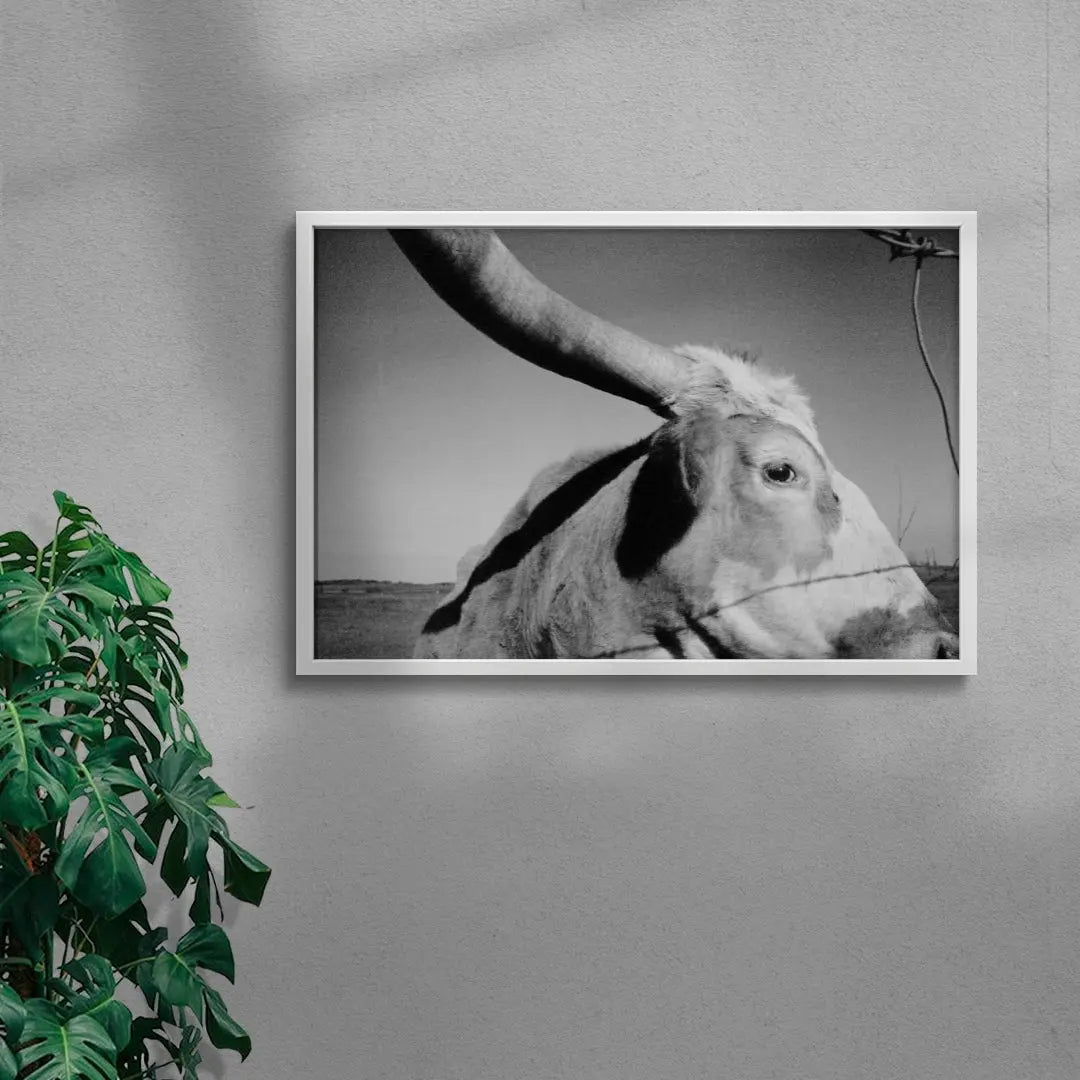 Longhorn Gaze contemporary wall art print by Lauren Withrow - sold by DROOL