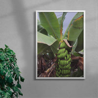 Thumbnail for Banana Palm contemporary wall art print by Laurie Campbell - sold by DROOL