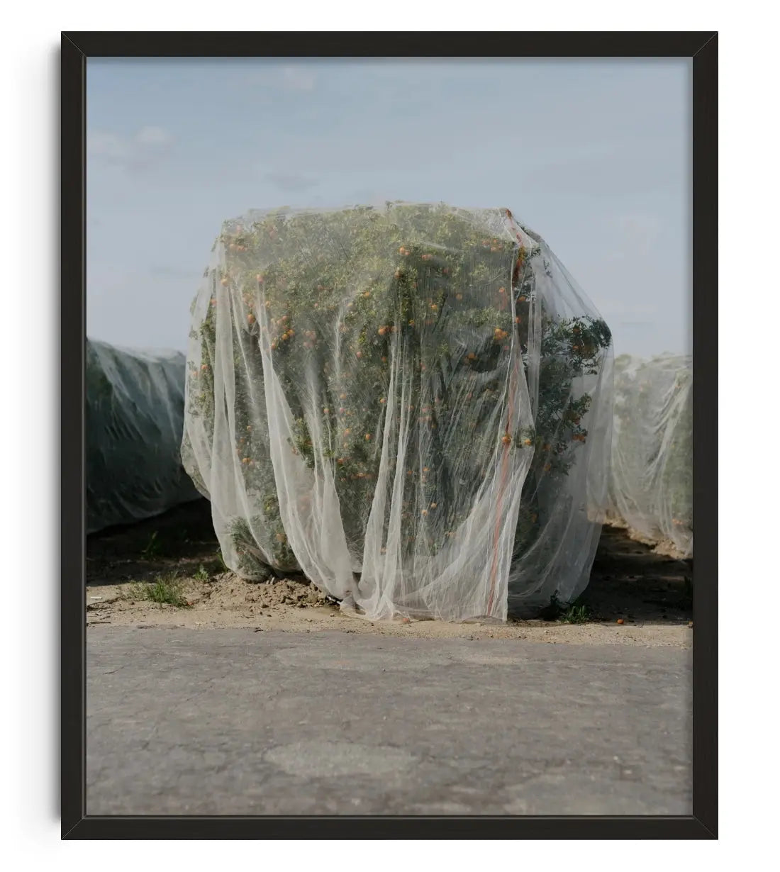 Netted contemporary wall art print by Alex Cook - sold by DROOL