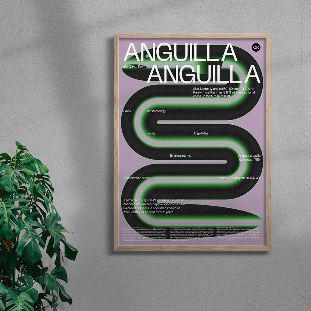 Anguilla contemporary wall art print by John Schulisch - sold by DROOL